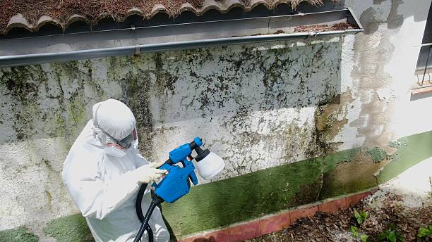 Trusted Mold Inspection service in Mesquite, TX - Cheap Mold Removal